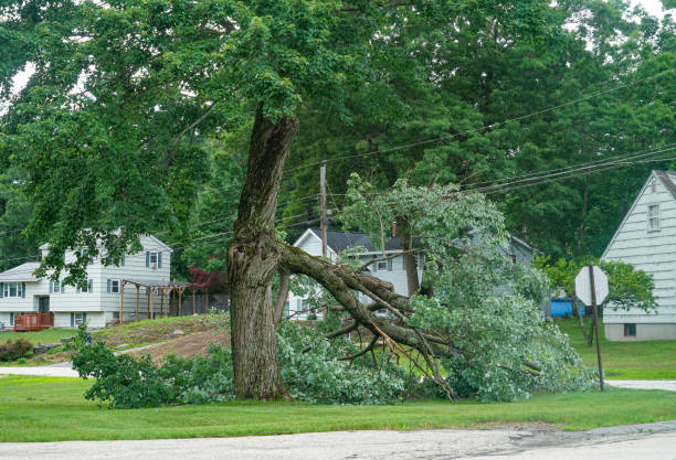 The Steps Involved in Our Tree Care Process in Wilkinson Heights, SC